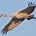 Sandhill Crane
